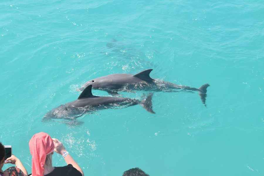 Key West: Delfinbeobachtung und Schnorcheln. Foto: GetYourGuide
