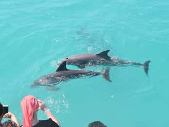 Key West: Delfinbeobachtung und Schnorcheln Key West: Delfinbeobachtung und Schnorcheln