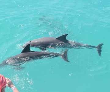 Key West: Delfinbeobachtung, Schnorcheln und Kreuzfahrt bei Sonnenuntergang
