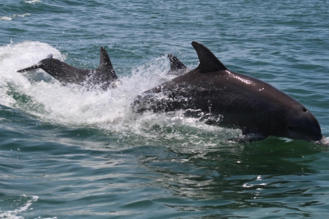 Key West: Delfinbeobachtung und Schnorcheln