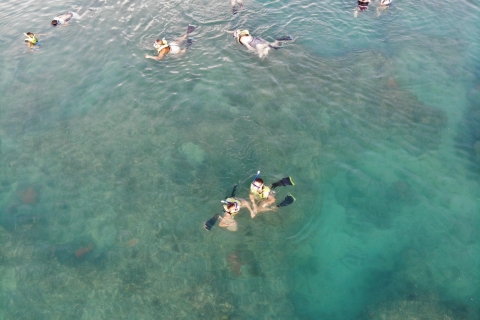 Key West: observación de delfines y esnórquel