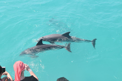 Key West: excursion en bateau combiné avec les dauphins