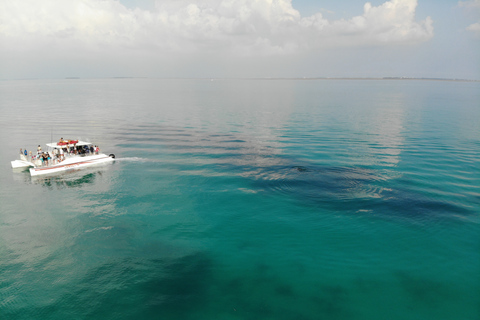 Key West: excursion en bateau combiné avec les dauphins