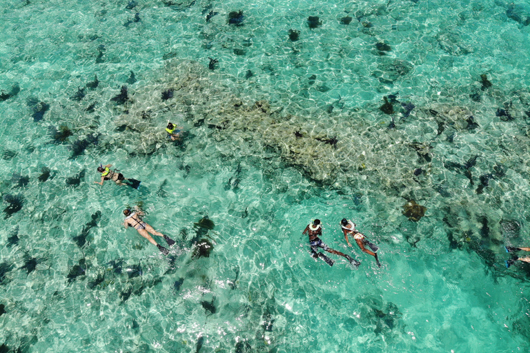 Key West: Dolphin Combo Boat Tour