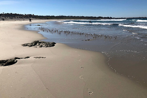 &quot;Family Friendly&quot; Scenic E-Bike Tour along 17 Mile Dr&quot;Family Friendly&quot; Scenic eBike Tour along 17 Mile Dr