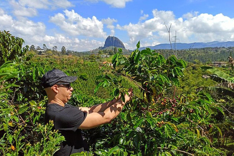 Medellín: Viagem de 1 dia a Guatapé e Fazenda de CaféGuatapé, fazenda de café, passeio de quadriciclo