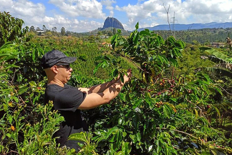 Medellín: Tagestour nach Guatapé und zur KaffeefarmGuatapé, Kaffeefarm &amp; Boot