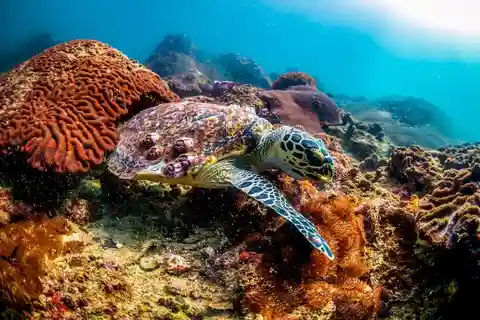 Udforsk dykning ved Racha Yai Island fra Phuket