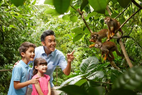 Zoo de Singapur: entrada con viaje en tranvía