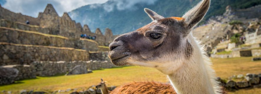 Ab Cusco: Machu Picchu-Tour mit Tickets