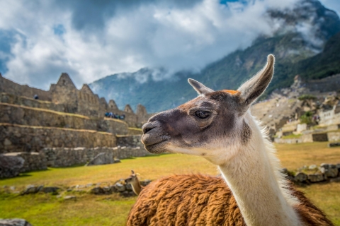 Desde Cuzco: tour de Machu Picchu con ticketsTren Vistadome - Salida desde Cuzco