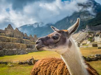 Cusco: Machu Picchu Kleingruppenausflug mit Tickets Cusco: Machu Picchu Kleingruppenausflug mit Tickets