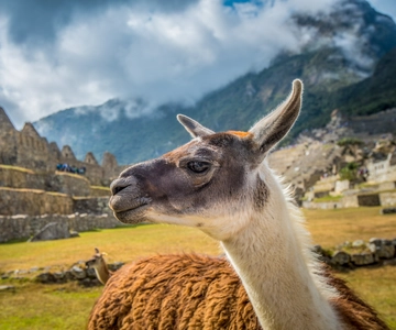 Cusco: Machu Picchu Tour with Tickets