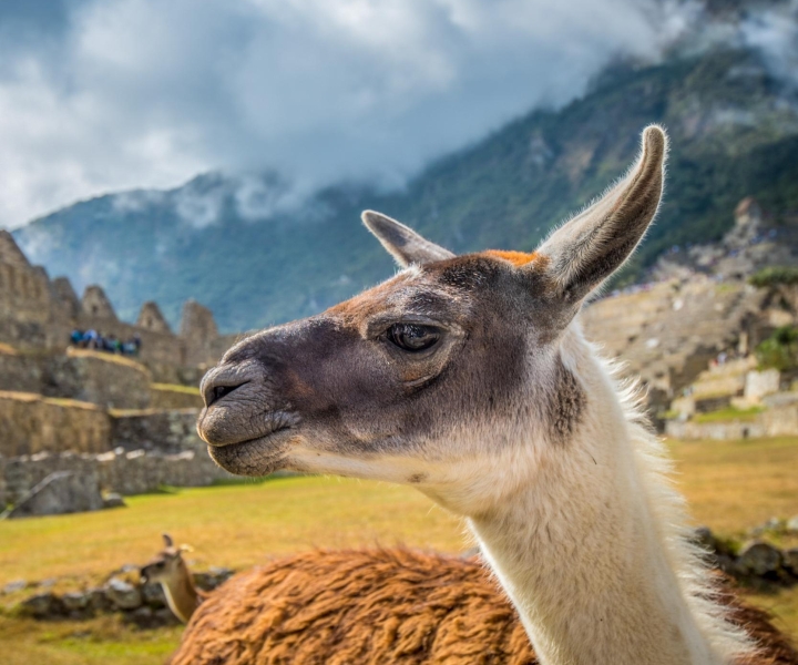 Cusco: tour di Machu Picchu con biglietti