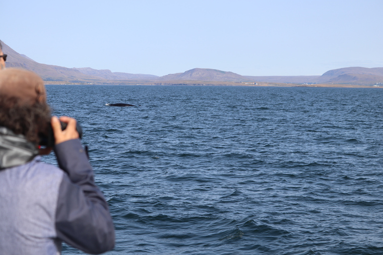 Desde Reikiavik: avistamiento de ballenas y aurora boreal