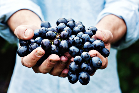 Niagara-on-the-Lake : Tour des vins et charcuteries avec dégustations