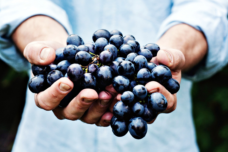 Niágara-on-the-Lake: Excursión con degustación de vinos y embutidosNiagara-on-the-Lake: tour de vinos y charcutería con degustaciones