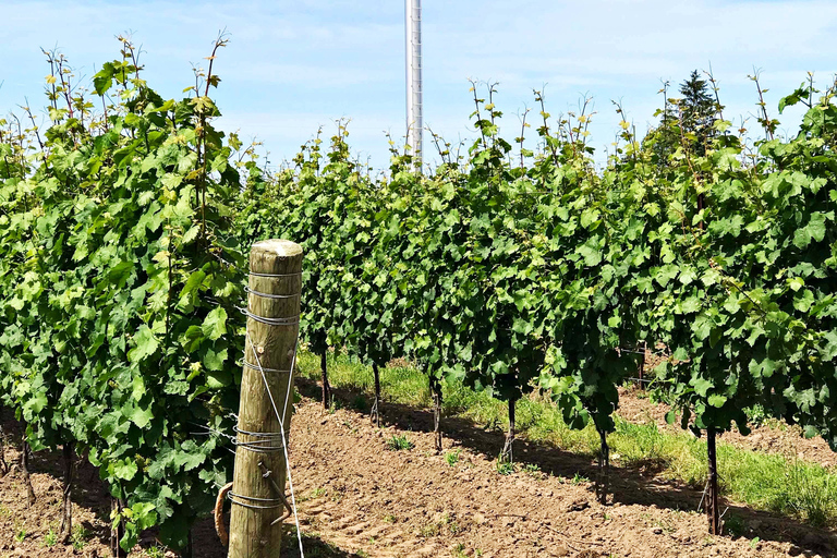 Niágara-on-the-Lake: Excursión con degustación de vinos y embutidosNiagara-on-the-Lake: tour de vinos y charcutería con degustaciones