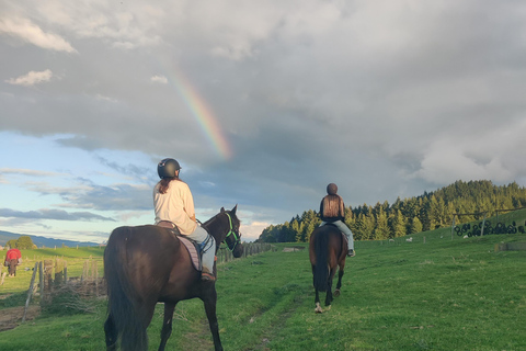 Rotorua: passeggiata a cavallo panoramicaRotorua: escursione panoramica a cavallo
