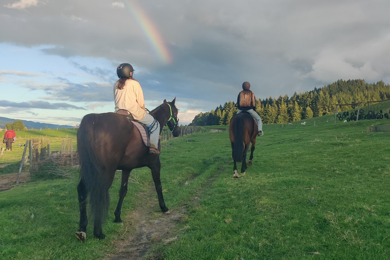 Rotorua: passeggiata a cavallo panoramicaRotorua: escursione panoramica a cavallo