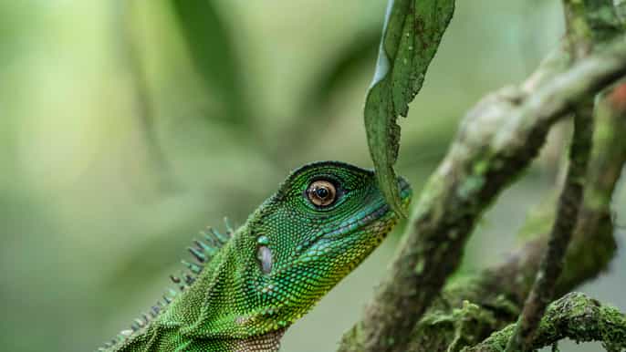 tarapoto randonnée privée de 4 jours dans le parc national de la cordillère azul