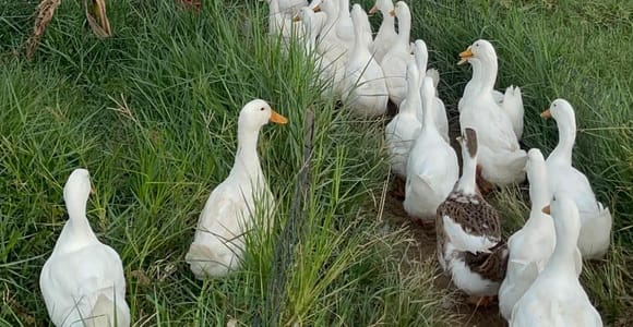 Hoi An: Duck Farm with Optional Coconut Boat Tour