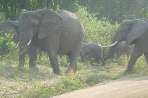 Excursion de 8 jours aux gorilles et aux chimpanzés en OugandaExcursion de 8 jours aux gorilles et aux chimpanzés en Ouganda au départ d'Entebbe