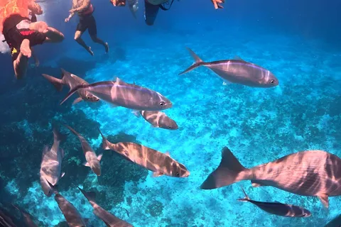 Puerto Morelos Snorkeling : Découvrez la vie sous-marine !