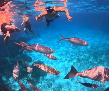 Puerto Morelos Snorkeling: Discover Vibrant Underwater Life!