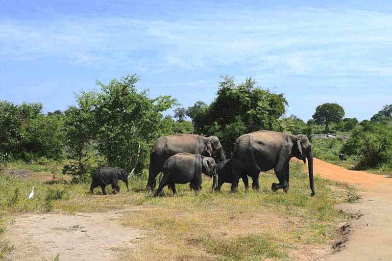De : Galle/Mirissa Transfert à Ella avec Udawalawe Safari