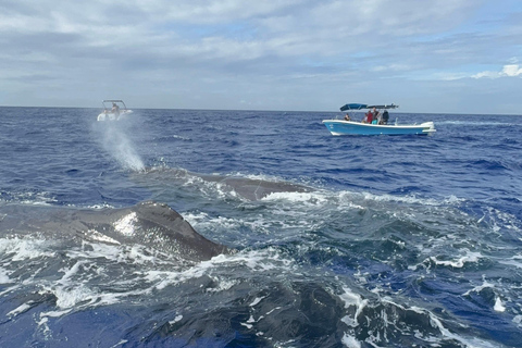 Unique whale watching experience in Mauritius