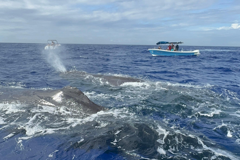 Unique whale watching experience in Mauritius