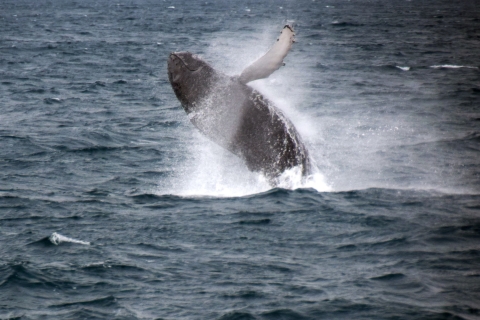 Reykjavik : Observation des baleines en hors-bordReykjavik : Observation des baleines en bateau à moteur