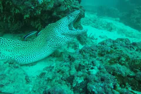 muscat scuba diving adventure for certified divers
