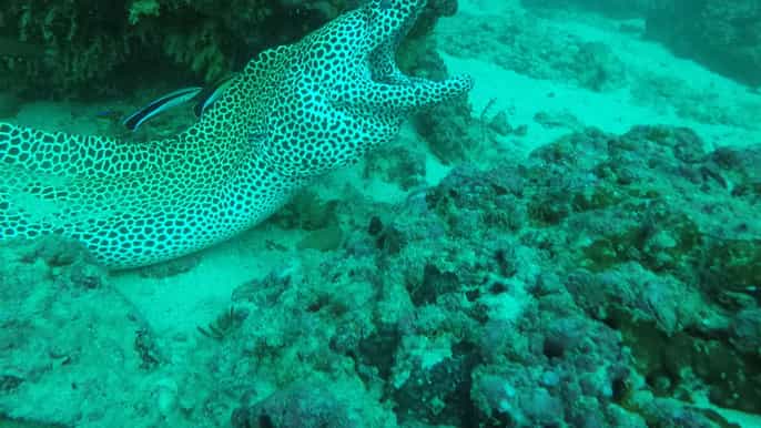 muscat scuba diving adventure for certified divers