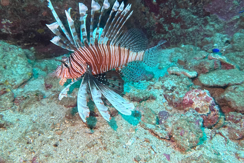 Mirissa: Ocean Magic Snorkeling with Turtles