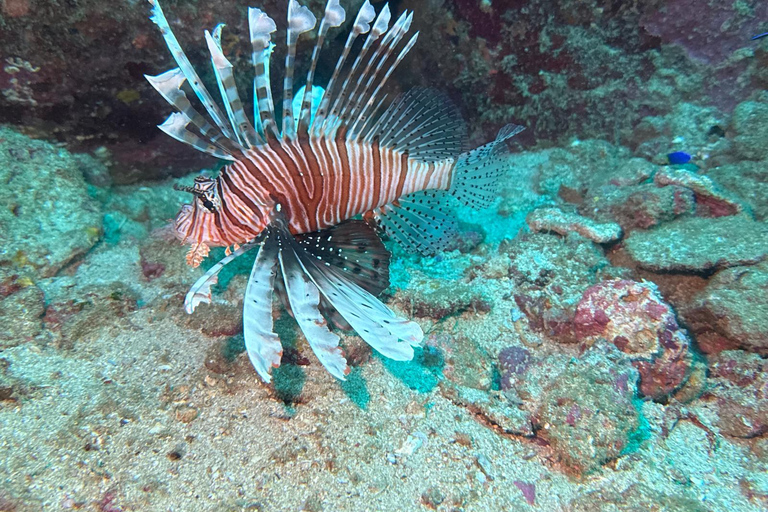 Mirissa: Ocean Magic Snorkeling with Turtles