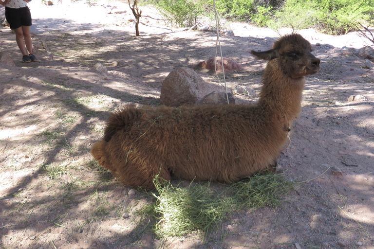 La Paz: 6-tägige private Best-of-Bolivia-Tour mit Flügen