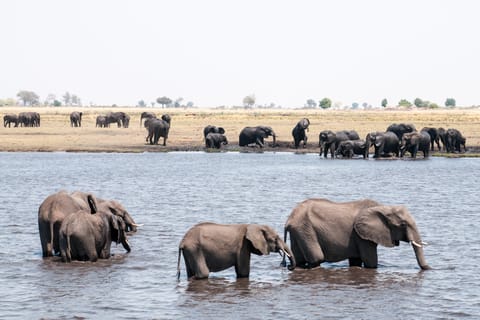 Chobe: Chobe: 2-päiväinen Mobile Camping Safari