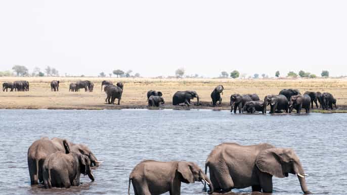 chobe 2day mobile camping safari