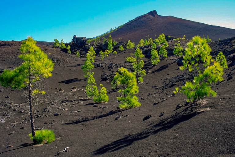 South Tenerife: Full-Day Volcano Tour