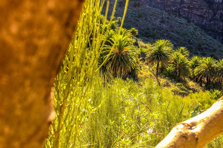 Ténérife: parc national du Teide et visite d'une journée de Teno