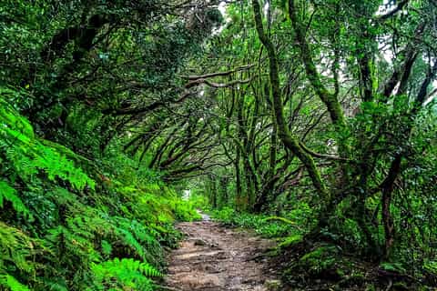 Tenerife: Anaga Rural Park Full-Day Guided Tour