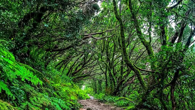 tenerife anaga rural park fullday guided tour