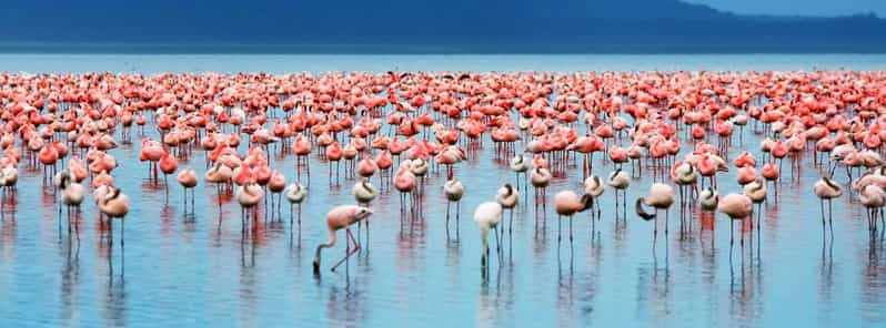 From Nairobi Lakes Nakuru And Naivasha National Park Day Tour Getyourguide