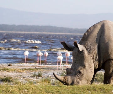 From Nairobi: Lakes Nakuru & Naivasha National Park Day Tour