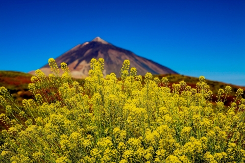 Teneryfa: Przyroda Teide i degustacja winaWycieczka prywatna