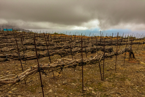 Tenerife: excursión a la costa y al vino del TeideTour privado