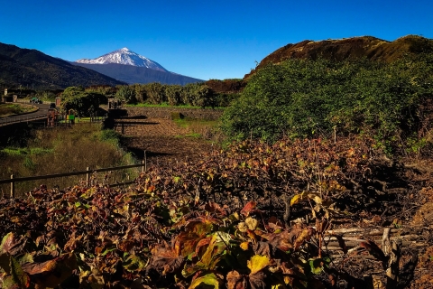 Tenerife: excursión a la costa y al vino del TeideTour privado