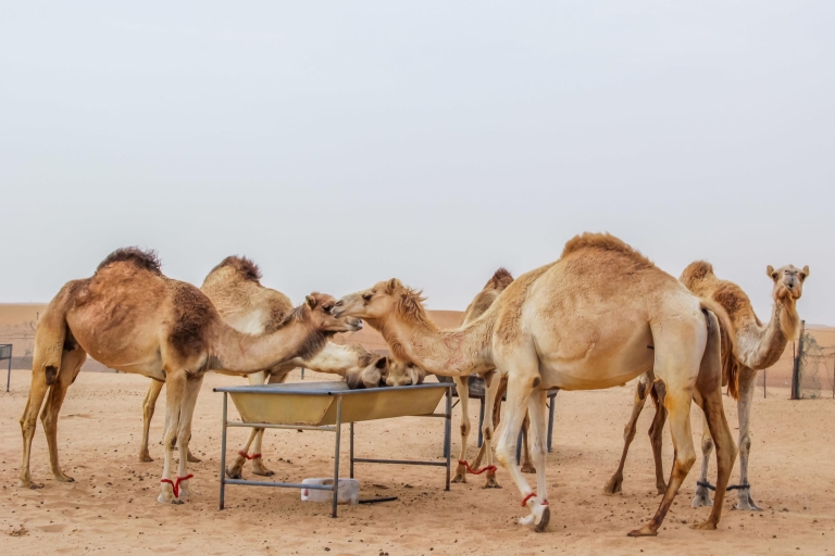 Safari nocturno por el desierto de Dubái con cena con barbacoa